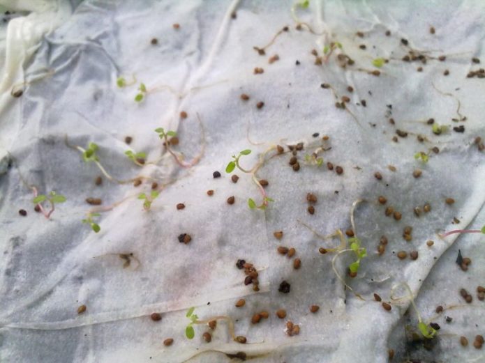 Semillas de fresa germinadas