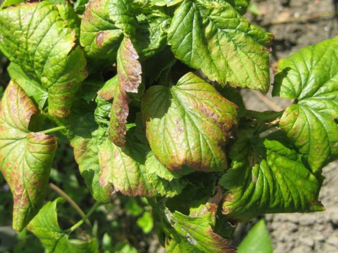 Anthracnose der schwarzen Johannisbeere