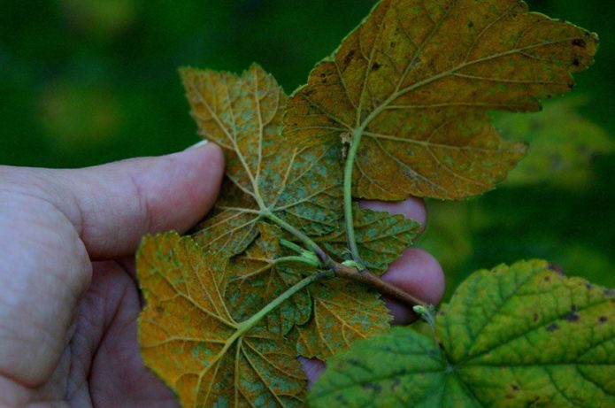 Currant leaves affected by columnar rust