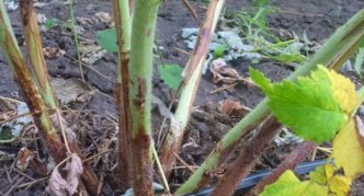 Pousses de framboises affectées par la tache violette