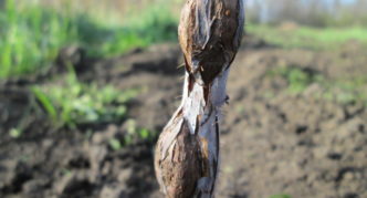 Raspberry stalk affected by gall midge