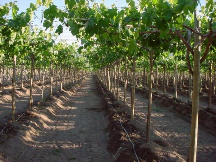 Irrigation goutte à goutte des raisins