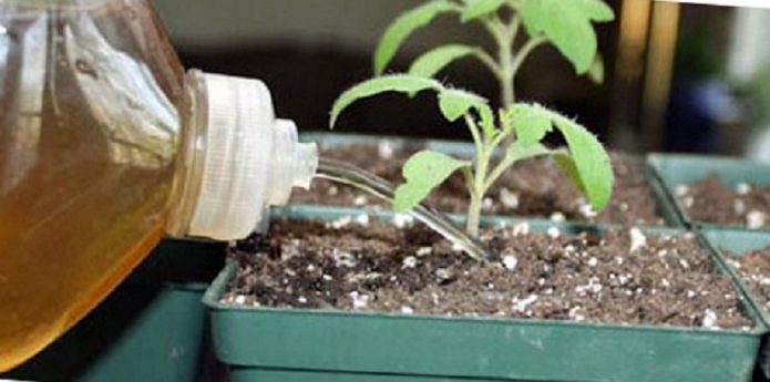 Watering seedlings with iodine solution