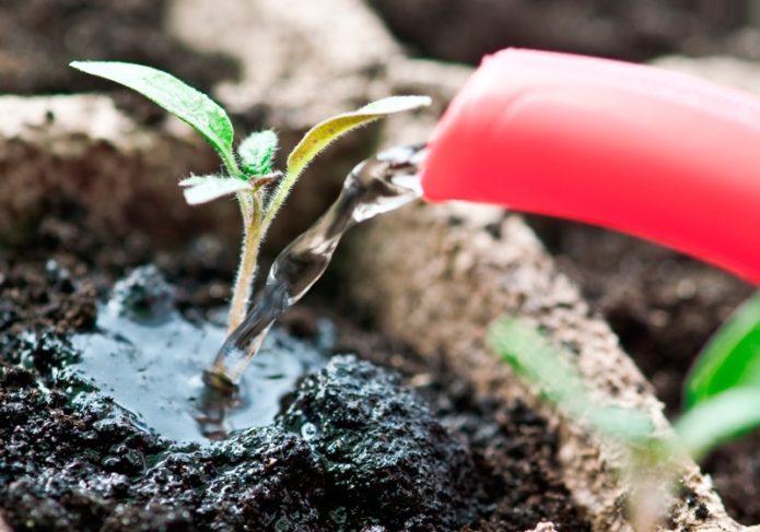 Toppdressing av tomatplantor efter plockning