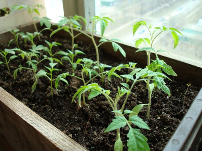 Plántulas de tomate delgadas