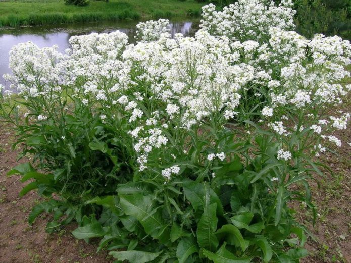 pepperrot blomstrer