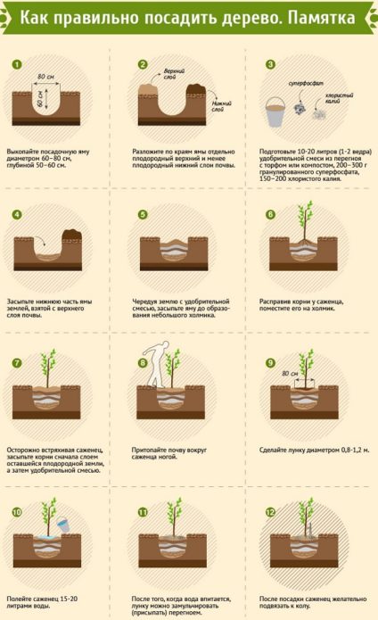 cum să plantezi un copac