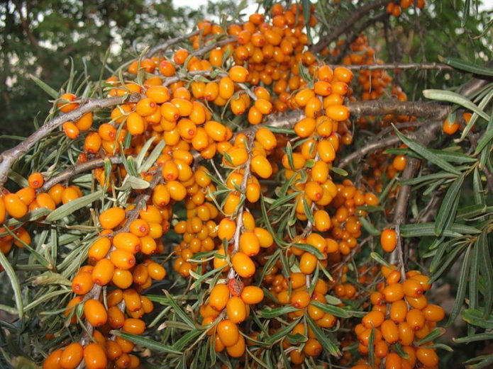 Rama de espino amarillo de Altai