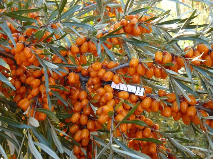 Baies de buckthorn marí d'Altai