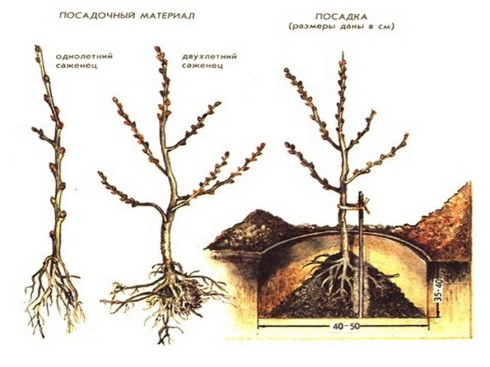 Schema de plantare a cătinei