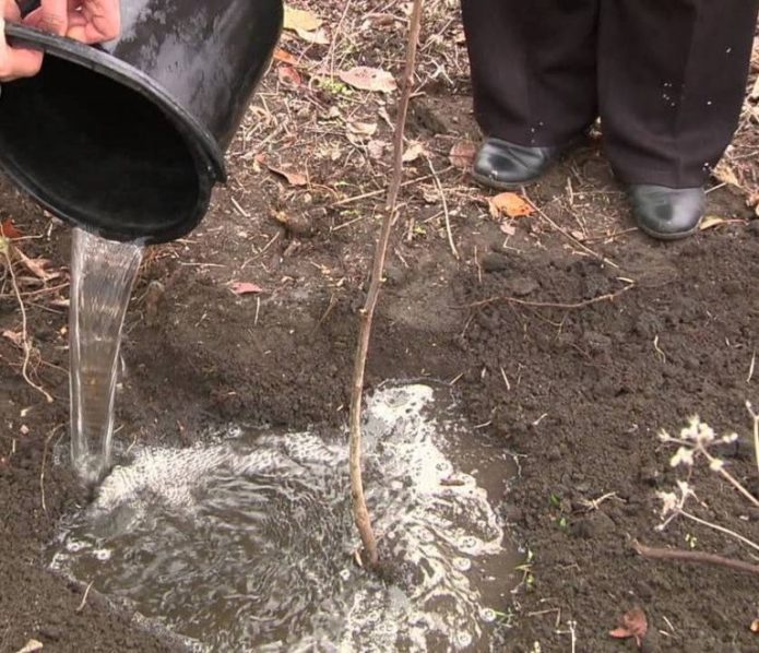 Vanning av frøplanten