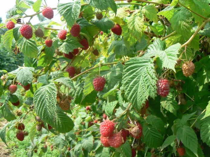 Ahududu çalı balsamı