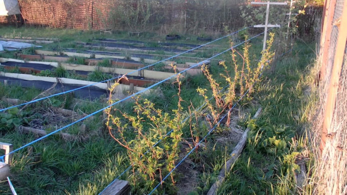 Raspberry trellis