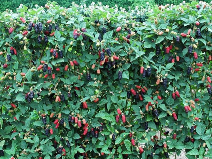 Blackberry bushes Karaka Black