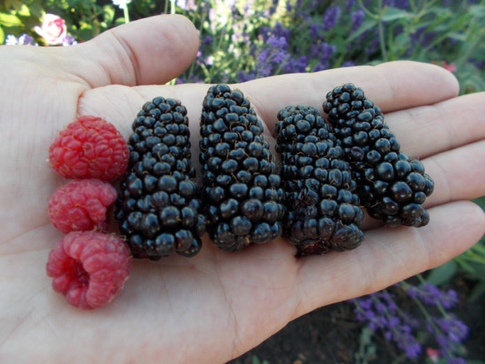 Blackberries Karaka Black