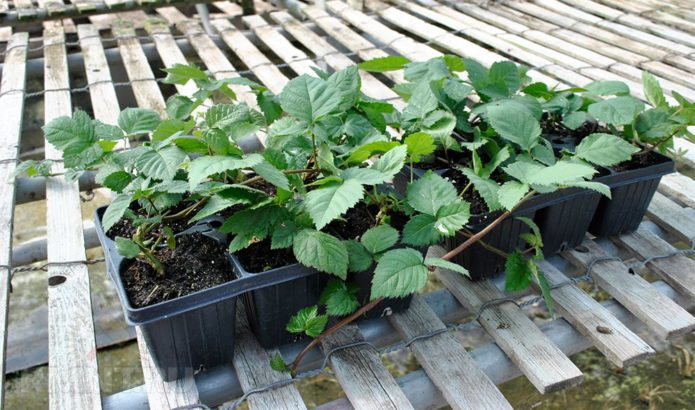 Blackberry seedlings