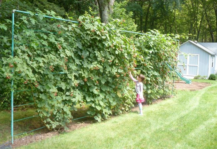 Brombeeren auf einem Gitter