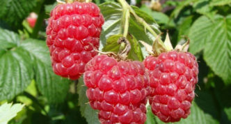 Raspberry nhiều loại khiêm tốn