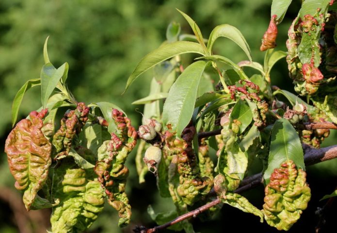 Brotes de melocotón enfermos con rizado