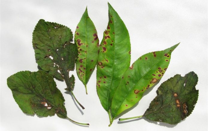 Fersken og blomme blade inficeret med clasterosporium