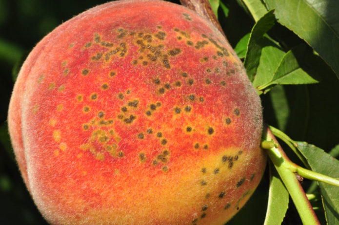 Clasterosporium sygdom på ferskenfrugt