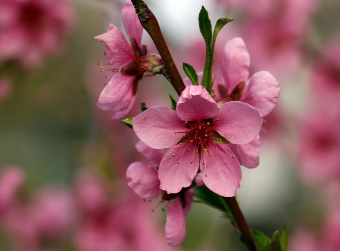 Flor de melocotón