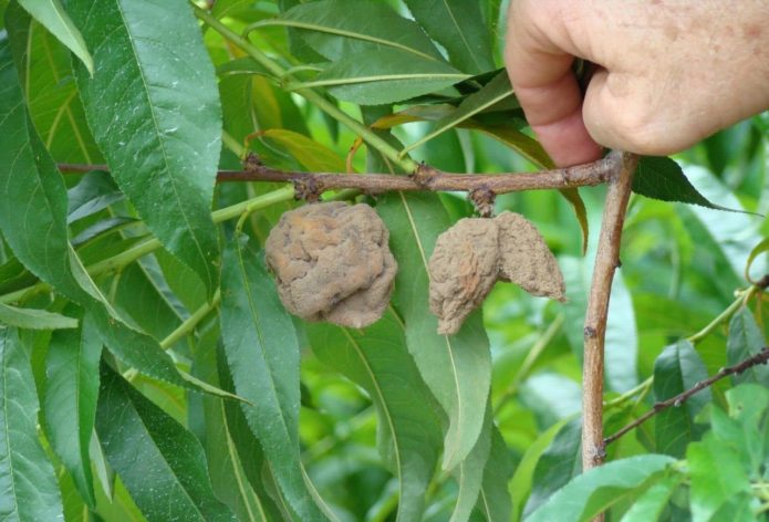 Moniliosis en frutos de durazno