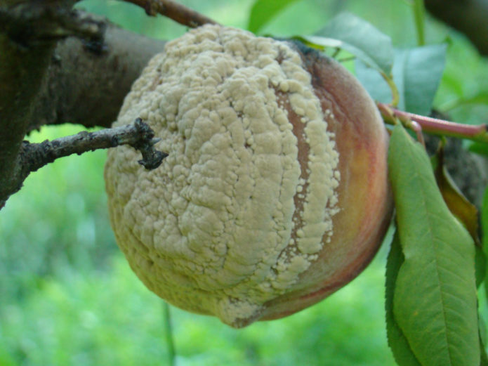 Podredumbre de frutas en melocotón