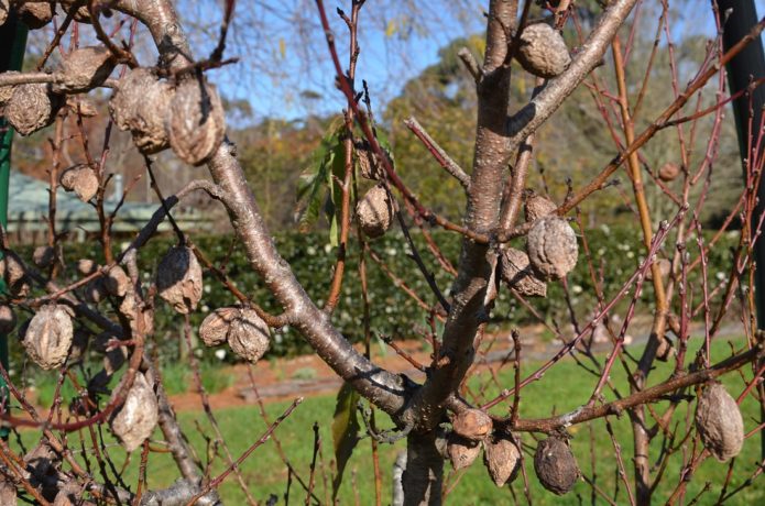 Mumifizierte Frucht auf einem Pfirsichbaum