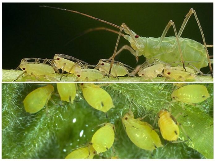 Groene perzikluis