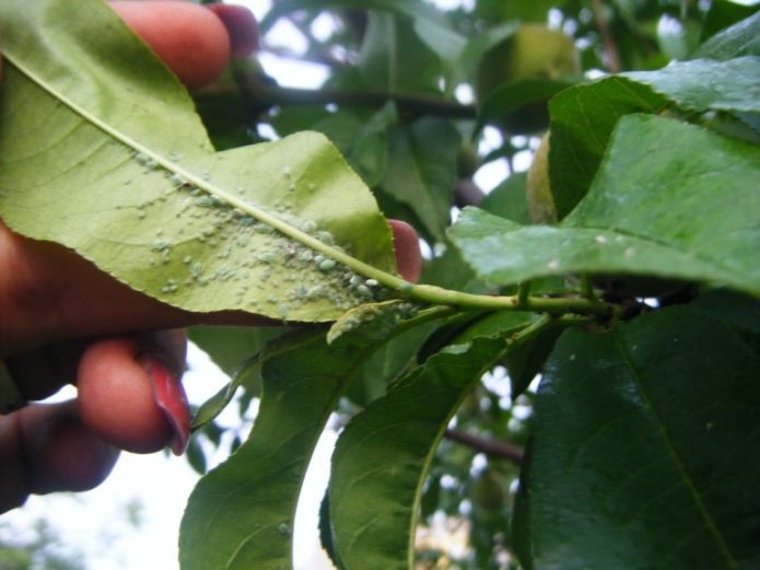 Aphids sa isang dahon ng peach