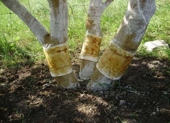 Cinturones de pesca en un árbol