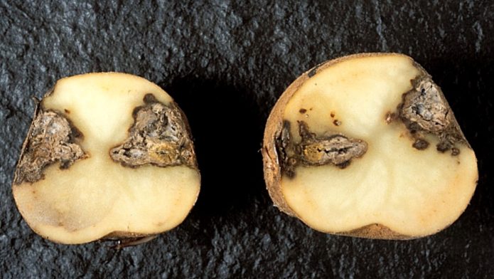 Dry rot of potatoes