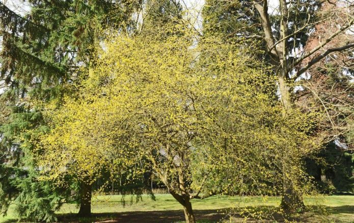 Arborele Dogwood