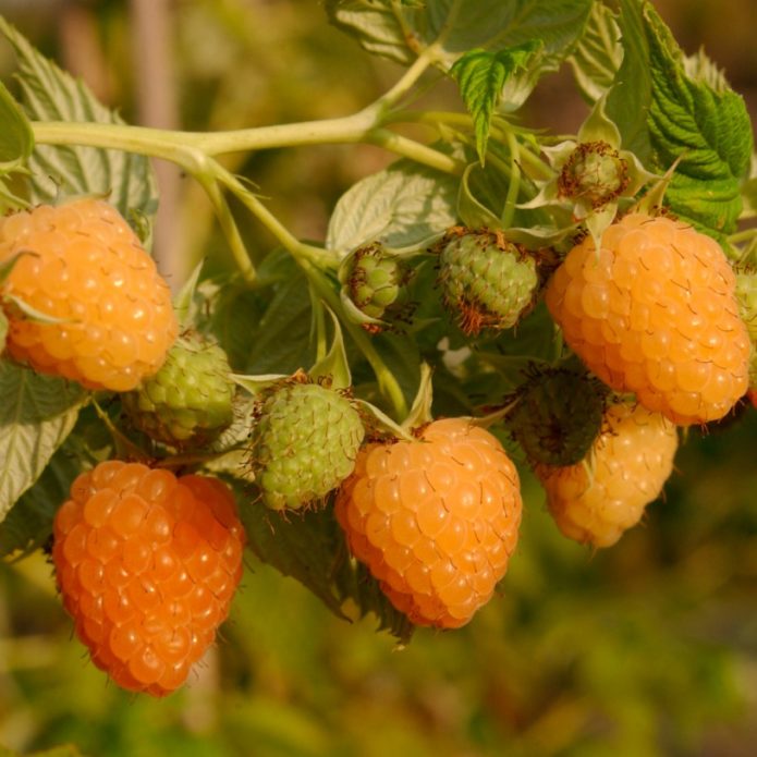 Yellow raspberries