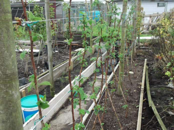 Raspberry trellis