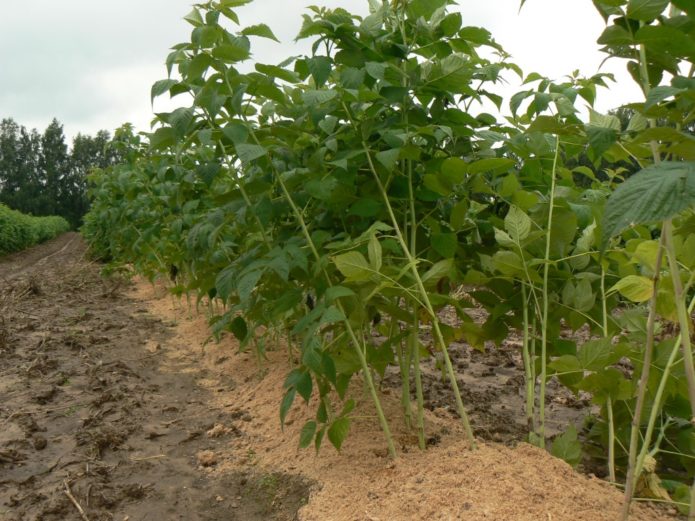 Paillage de framboises