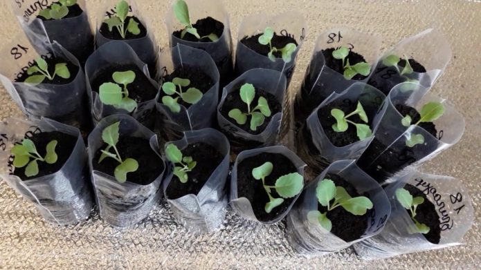 Planting seedlings in separate packages