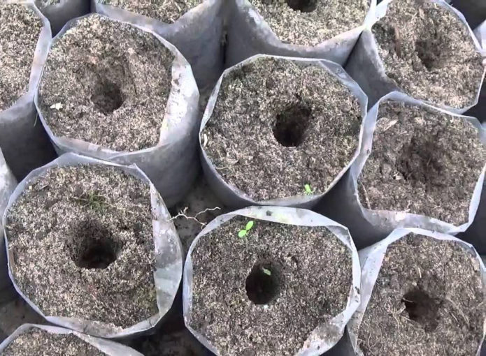 Évidements dans le conteneur pour planter un semis