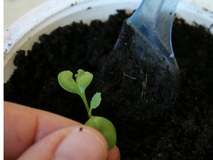 Ang sprout ay hawak ng mga dahon ng cotyledon