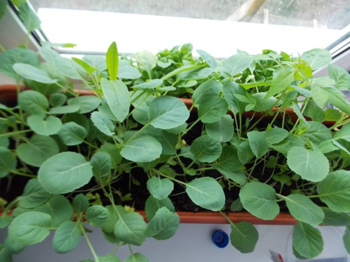 Seedlings of cabbage without picking