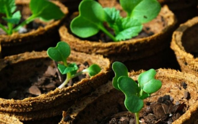 Plonger dans des pots de tourbe