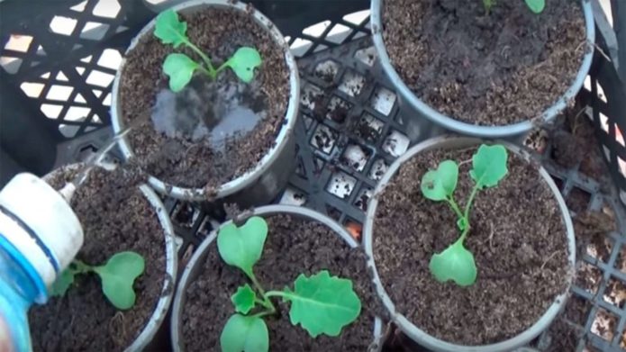 Fertilizing watering of cut seedlings