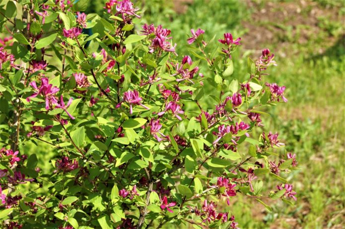 Tatar honeysuckle