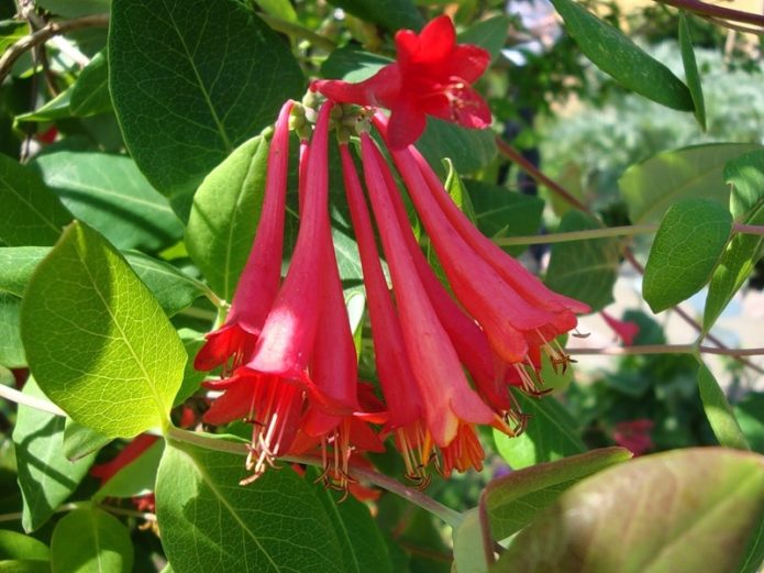 Brown's honeysuckle