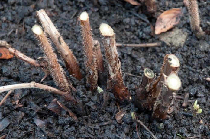 restliche Himbeeren beschneiden