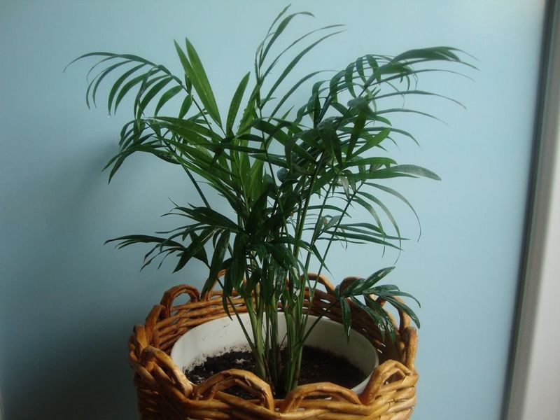 Elegância Hamedorea - plantando e cuidando de uma palmeira elegante em casa