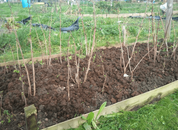 Planter des framboises au printemps