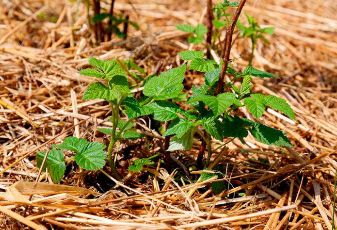 Mulching framboesas com palha