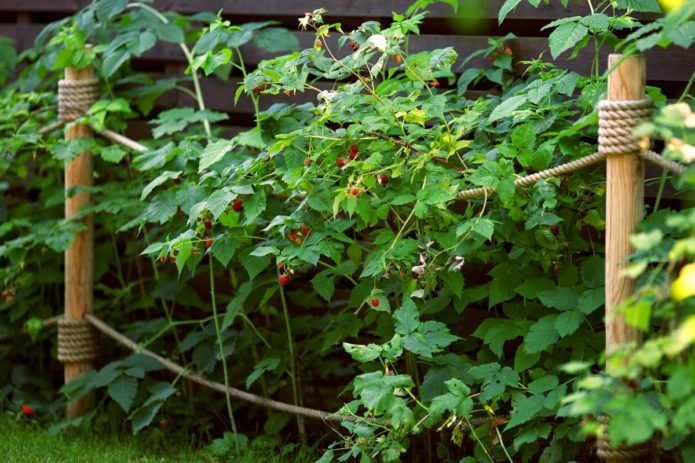 Jarretière framboise